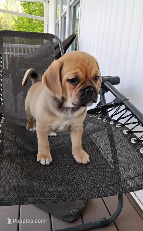 Lacey – Puggle puppy on hold in Shipshewana, IN