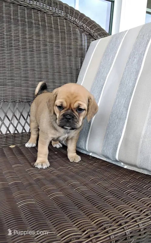 Lacey – Puggle puppy for sale in Shipshewana, IN
