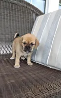 Lacey, a female Puggle for sale in Shipshewana, IN – Photo 1 of 8