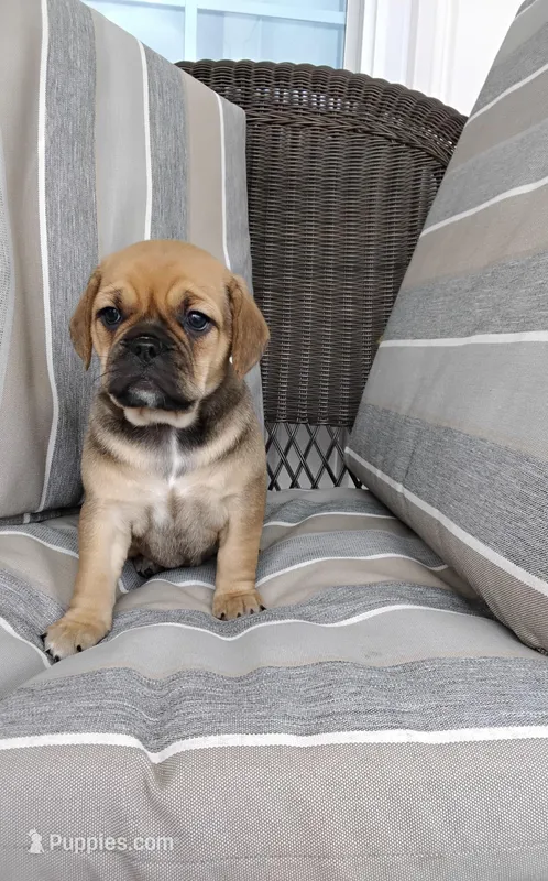 Lacey – Puggle puppy for sale in Shipshewana, IN