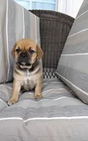 Lacey, a female Puggle for sale in Shipshewana, IN – Photo 8 of 8