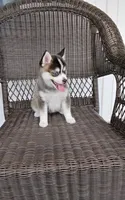 Abbey, a female Pomsky for sale in Shipshewana, IN – 9 of 10