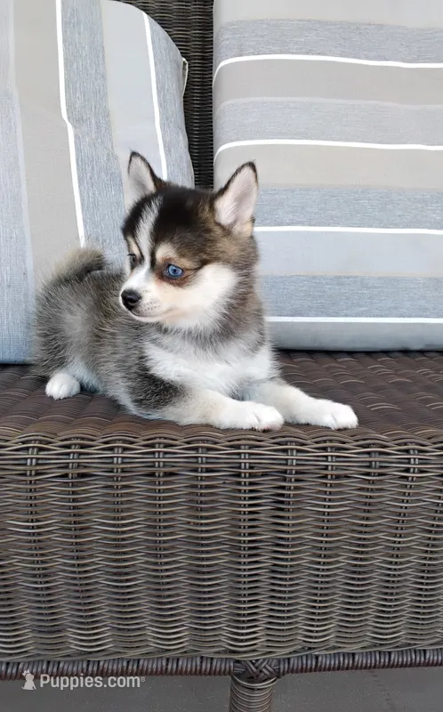 Alex – Pomsky puppy for sale in Shipshewana, IN