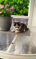 Alex, a male Pomsky for sale in Shipshewana, IN – 9 of 10
