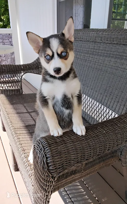 Anika – Pomsky puppy for sale in Shipshewana, IN