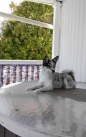 Alexis , a female Pomsky for sale in Shipshewana, IN – 10 of 10
