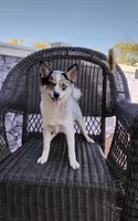 Alexis , a female Pomsky for sale in Shipshewana, IN – 8 of 10