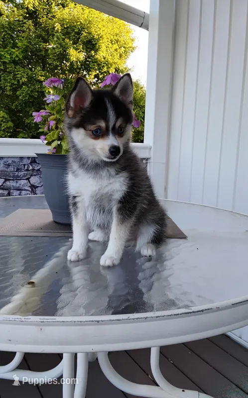 Alex – Pomsky puppy for sale in Shipshewana, IN