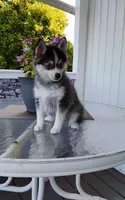 Alex, a male Pomsky for sale in Shipshewana, IN – 2 of 10