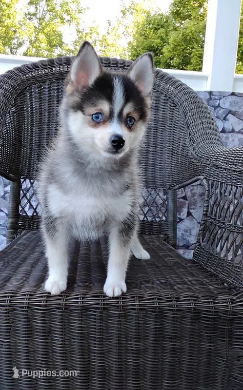 Alex – Pomsky puppy for sale in Shipshewana, IN