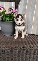 Anika, a female Pomsky for sale in Shipshewana, IN – 2 of 10