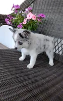 Alexis , a female Pomsky for sale in Shipshewana, IN – 9 of 10