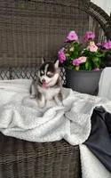 Abbey, a female Pomsky for sale in Shipshewana, IN – 5 of 10