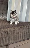 Alex, a male Pomsky for sale in Shipshewana, IN – 10 of 10