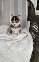 Abbey, a female Pomsky for sale in Shipshewana, IN – 10 of 10