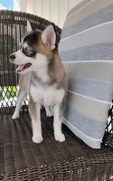 Abbey, a female Pomsky for sale in Shipshewana, IN – 9 of 10