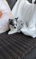 Alexis , a female Pomsky for sale in Shipshewana, IN – 7 of 10