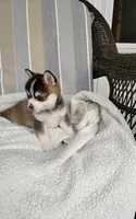 Abbey, a female Pomsky for sale in Shipshewana, IN – 9 of 10