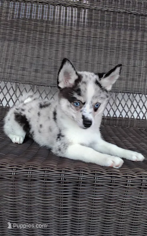 Alexis  – Pomsky puppy for sale in Shipshewana, IN