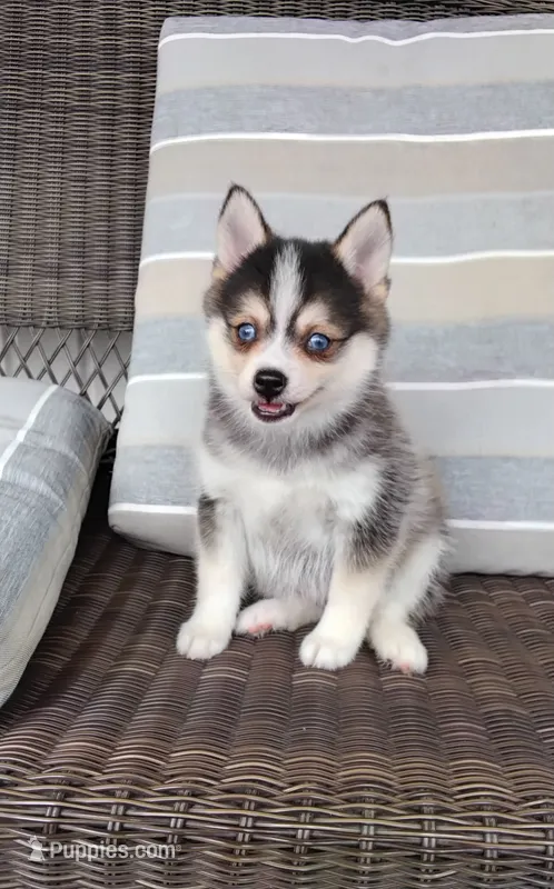 Alex – Pomsky puppy for sale in Shipshewana, IN