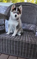 Alex, a male Pomsky for sale in Shipshewana, IN – 8 of 10