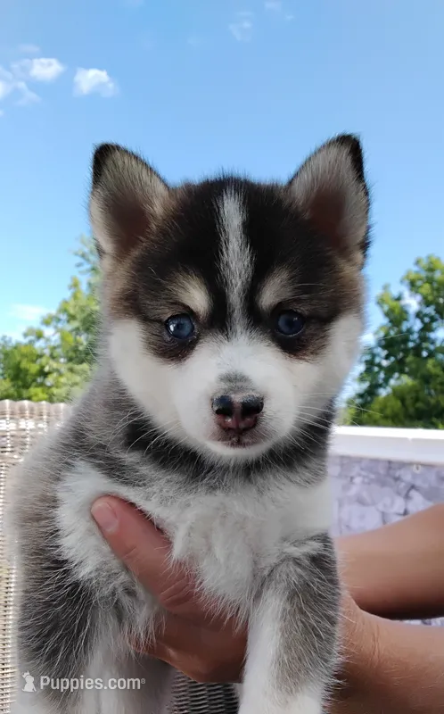 Abbey – Pomsky puppy for sale in Shipshewana, IN