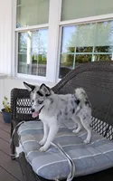 Alexis , a female Pomsky for sale in Shipshewana, IN – 3 of 10