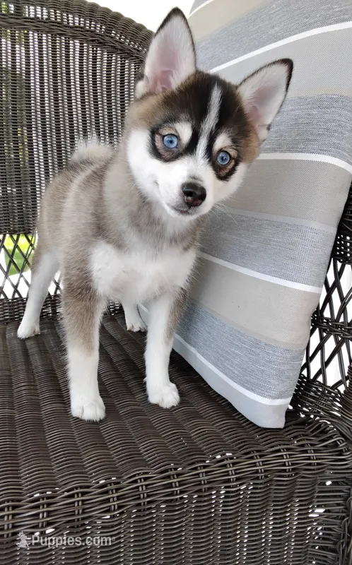 Abbey – Pomsky puppy for sale in Shipshewana, IN