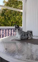 Alexis , a female Pomsky for sale in Shipshewana, IN – 4 of 10