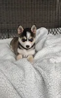 Anika, a female Pomsky for sale in Shipshewana, IN – 3 of 10
