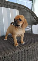 Lila, a female Puggle for sale in Shipshewana, IN – 9 of 10
