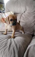Lila, a female Puggle for sale in Shipshewana, IN – 8 of 10