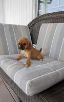 Lila, a female Puggle for sale in Shipshewana, IN – 4 of 10