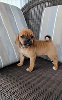 Lila, a female Puggle for sale in Shipshewana, IN – 10 of 10