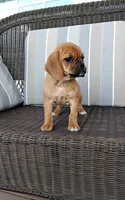 Lila, a female Puggle for sale in Shipshewana, IN – 7 of 10