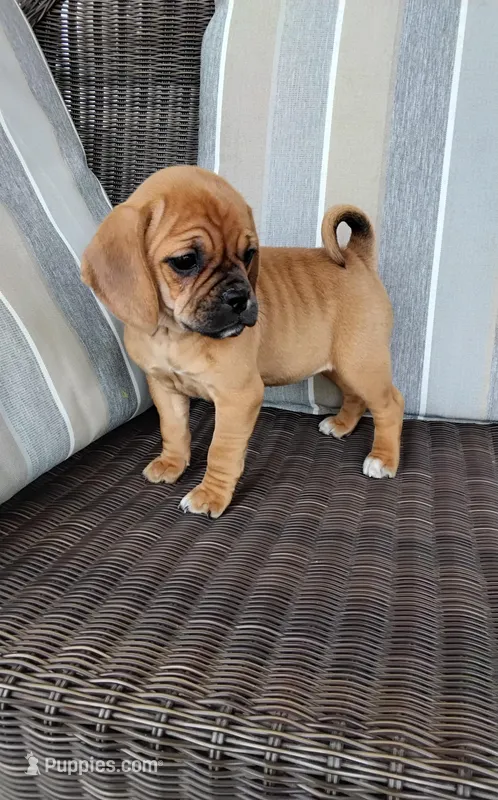 Lila – Puggle puppy for sale in Shipshewana, IN
