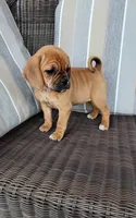 Lila, a female Puggle for sale in Shipshewana, IN – 1 of 10