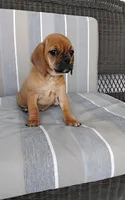 Lila, a female Puggle for sale in Shipshewana, IN – 5 of 10