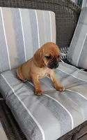 Lila, a female Puggle for sale in Shipshewana, IN – 2 of 10