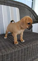 Lila, a female Puggle for sale in Shipshewana, IN – 6 of 10