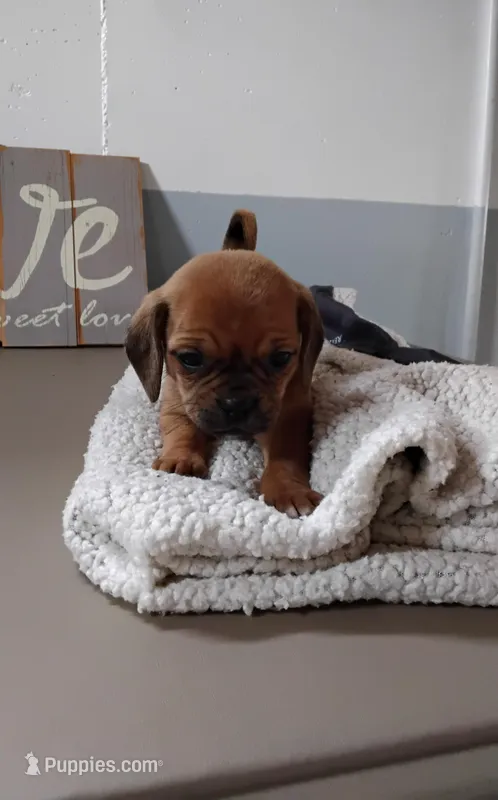 Lila – Puggle puppy for sale in Shipshewana, IN