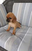 Lila, a female Puggle for sale in Shipshewana, IN – 3 of 10
