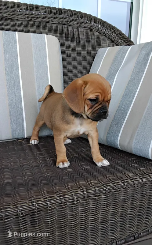 Lily – Puggle puppy on hold in Shipshewana, IN
