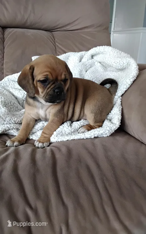 Lily – Puggle puppy for sale in Shipshewana, IN