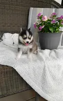Alex, a male Pomsky for sale in Shipshewana, IN – 7 of 10