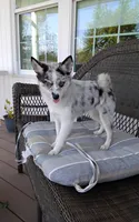 Alexis , a female Pomsky for sale in Shipshewana, IN – 9 of 10