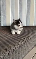 Alex, a male Pomsky for sale in Shipshewana, IN – 6 of 10