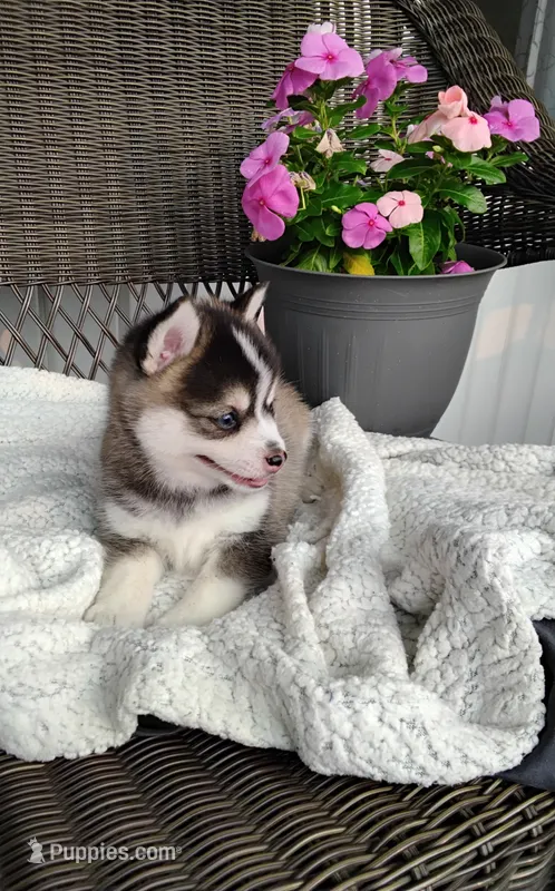 Abbey – Pomsky puppy for sale in Shipshewana, IN