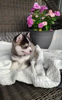 Abbey, a female Pomsky for sale in Shipshewana, IN – 1 of 10