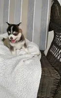 Abbey, a female Pomsky for sale in Shipshewana, IN – 8 of 10